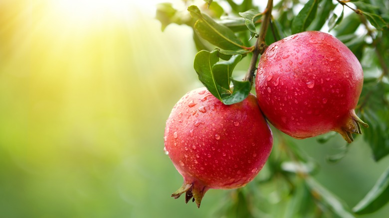 Pomegranate,Fruits,With,Water,Droplets,Hanging,On,Tree.