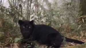 Indian forest officer successfully photographs a black panther, delighting netizens who are reminded of 'Bagheera’ from Jungle Book