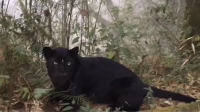 Indian forest officer successfully photographs a black panther, delighting netizens who are reminded of 'Bagheera’ from Jungle Book