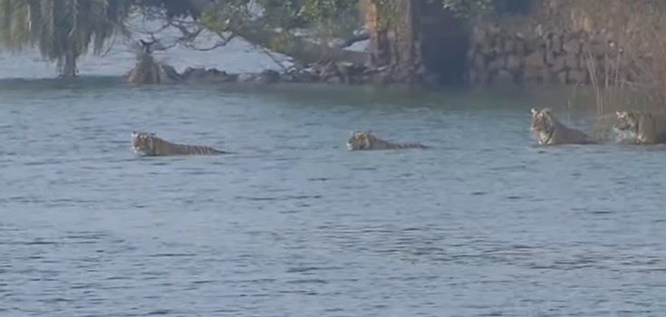 Majestic Tigress Riddhi and Cubs in Rare Lake Crossing at Ranthambore Watch the Viral Footage