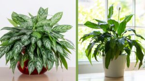 Peace Lily vs. Aglaonema Choosing the Right Indoor Plant for Your Home