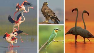 Pune Fewer Migratory Birds Flock To Ujani Dam This Winter