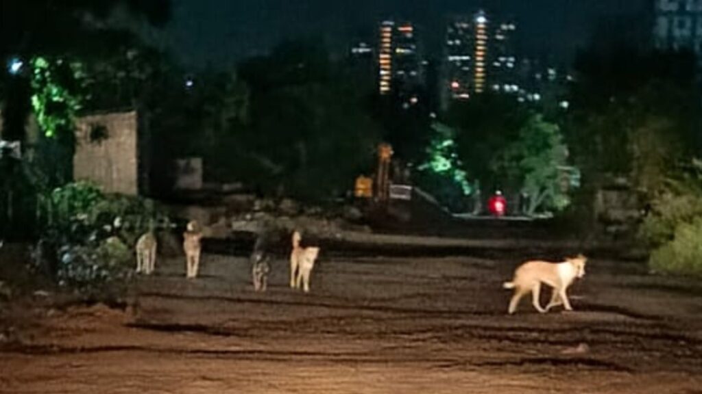 Pune Keshav Nagar, Mundhwa Residents Demand Urgent Action From PMC Over Stray Dog Menace