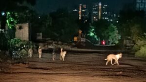 Pune Keshav Nagar, Mundhwa Residents Demand Urgent Action From PMC Over Stray Dog Menace