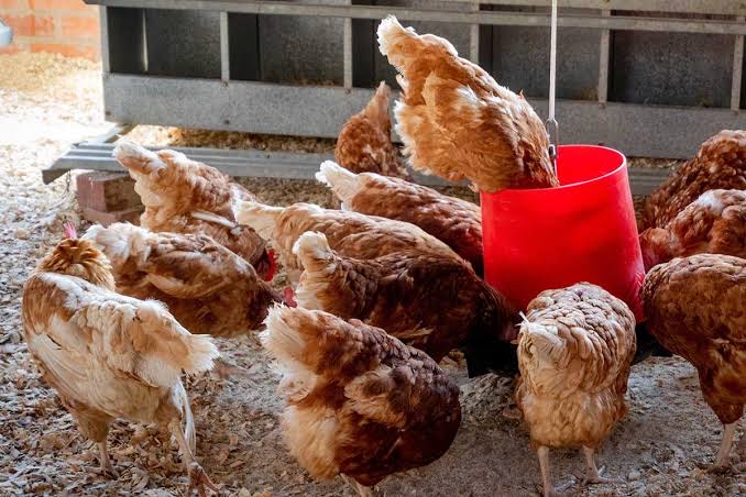 This Indian State Leads the Country in Chicken Production – Find Out Which One!