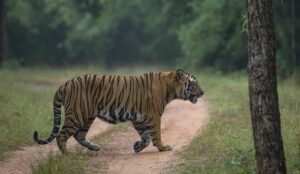 Top 10 Locations for Tiger Sightings in India
