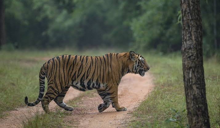 Top 10 Locations for Tiger Sightings in India