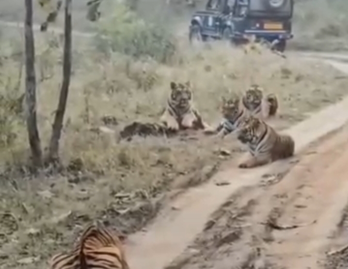 Tourists Spot Entire Tiger Family on Safari Trail in Heartwarming Viral Video