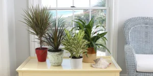 Trendsetters Indoor Plants of the Year 2025