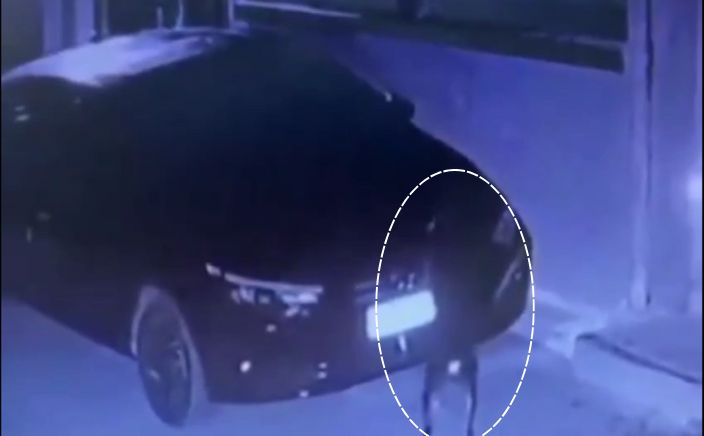 Viral Video Dog Takes Revenge on Car Owner After Being Hit in Sagar, Causes Rs 15,000 Damage