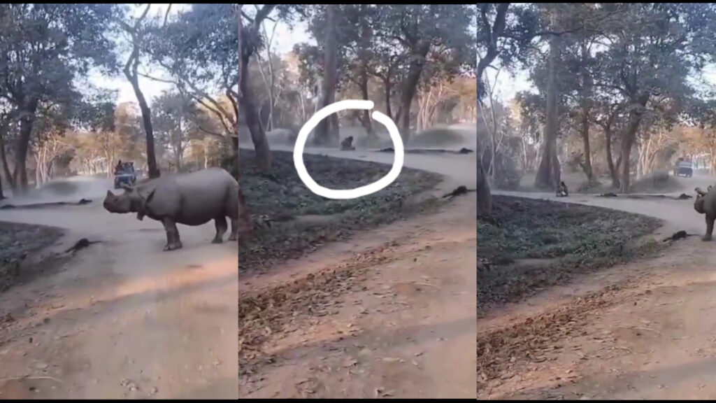 Watch Close Call as Mother and Daughter Flee Charging Rhinos in Kaziranga