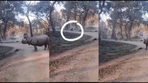 Watch Close Call as Mother and Daughter Flee Charging Rhinos in Kaziranga