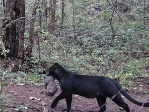 Watch Rare Black Panther Carrying Cub Spotted in Odisha’s Nayagarh Forest – A Stunning Biodiversity Moment