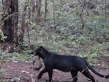 Watch Rare Black Panther Carrying Cub Spotted in Odisha’s Nayagarh Forest – A Stunning Biodiversity Moment