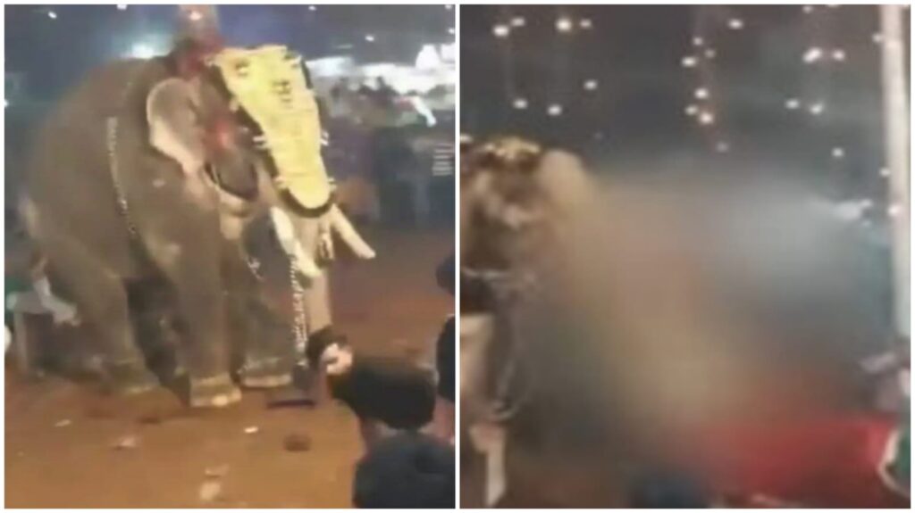 Kerala Elephant Goes Aggressive at Malappuram Event, Tosses Man into the Air, Leaves 15 Other Injured 