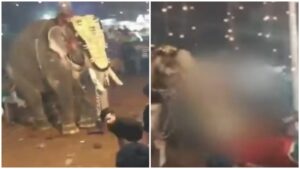 Kerala Elephant Goes Aggressive at Malappuram Event, Tosses Man into the Air, Leaves 15 Other Injured 