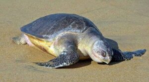 Maharashtra Hosts Over 2,500 Olive Ridley Turtle Nests, Contributing 20% Of India’s Total