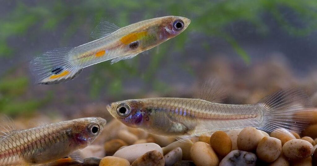 Pollution And Water Management Are Leading Causes Of Declining Freshwater Fauna: Study