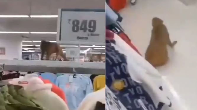 Monkey Storms Jhansi Mall, Attacks Woman, and Creates Chaos; Video Goes Viral