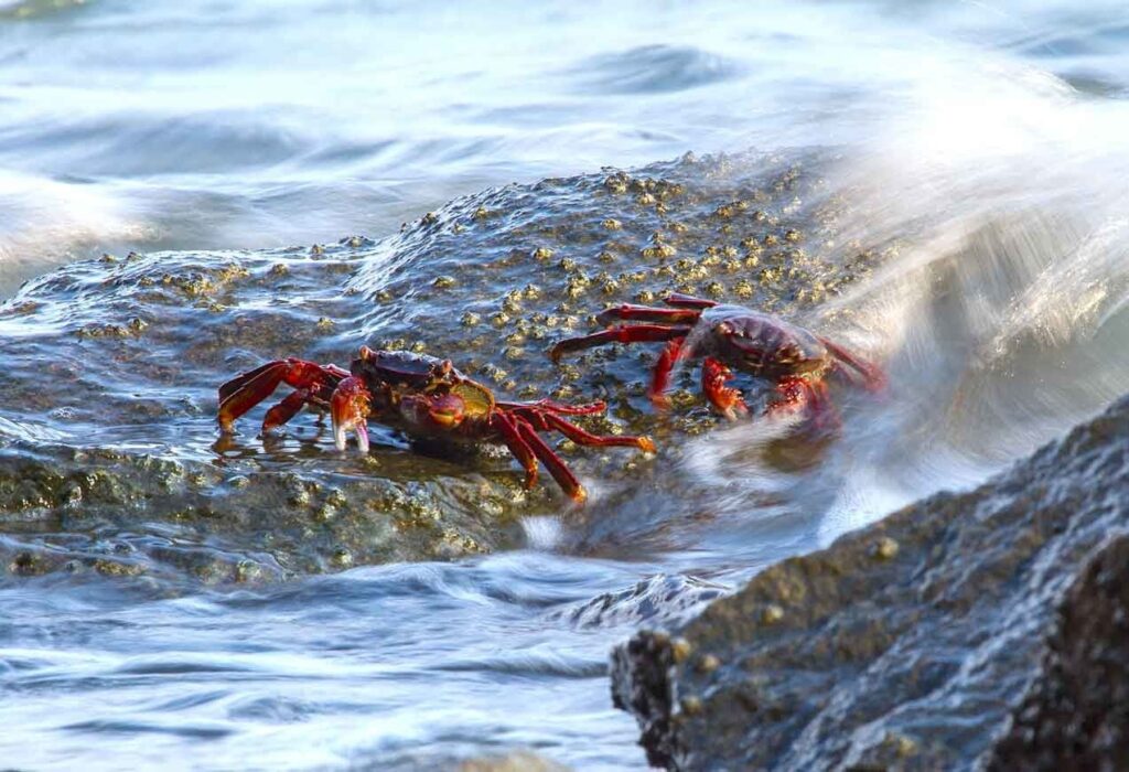 Maharashtra: Konkan Coast Hosts Over 550 Aquatic Species, Study Reveals 