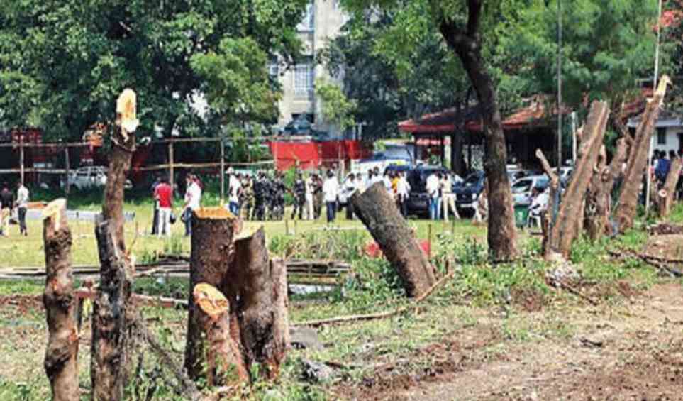 Pune: Environment Activists Slam PMC For Cutting Trees Without Expert Approval