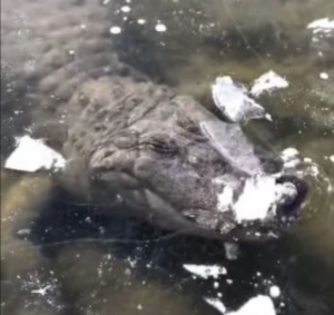 frozen crocodile