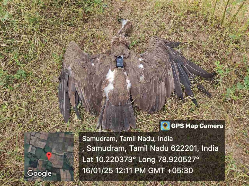GPS-Tagged Vulture’s 4,000 km Journey Ends Tragically In Tamil Nadu Due To Electrocution