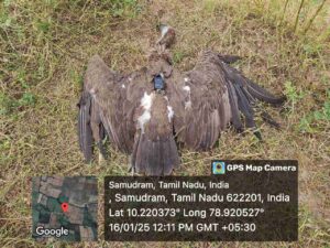 GPS-Tagged Vulture’s 4,000 km Journey Ends Tragically In Tamil Nadu Due To Electrocution