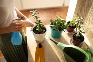 Discover the Surprising Benefits of Keeping Jade Plants in Your Child’s Room for Health, Learning, and Well-Being