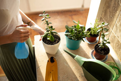 Discover the Surprising Benefits of Keeping Jade Plants in Your Child’s Room for Health, Learning, and Well-Being
