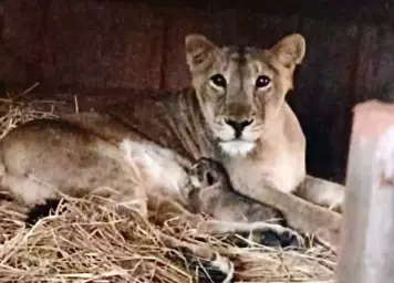 lion