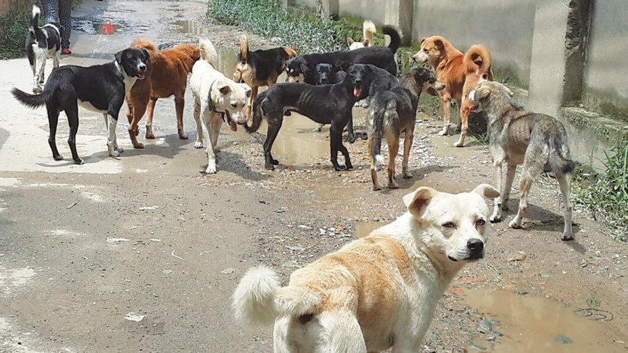 stray dog