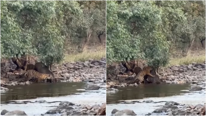 Ranthambore's Young Tigers Take Down Sambar Deer in Thrilling Wildlife Video