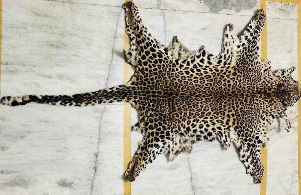 DRI Pune Unit seized leopard skin, three arrested for smuggling 