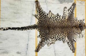 DRI Pune Unit seized leopard skin, three arrested for smuggling 