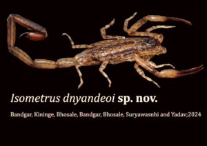 New Species Of Scorpion Discovered In Kolhapur; Found to Be Region-Specific