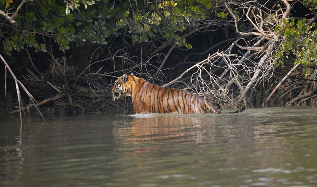 Beware These 7 Indian Forests Are Home to Deadly Animals