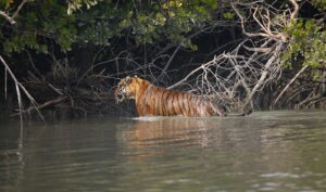 Beware These 7 Indian Forests Are Home to Deadly Animals
