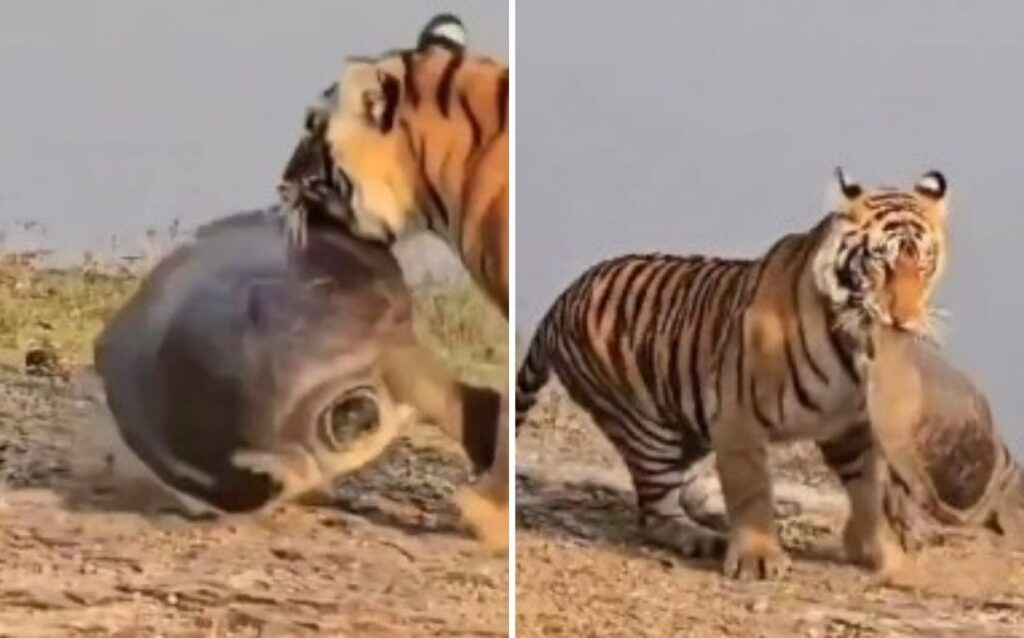 Rare Moment Captured: Tigress Hunts Turtle in Ranthambore National Park"
