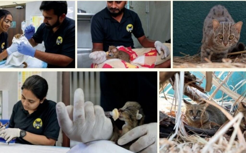Rising Temperatures And Manja Injuries Threaten Pune’s Wildlife; 332 Cases Of Bird Injuries Attended By RESQ
