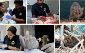 Rising Temperatures And Manja Injuries Threaten Pune’s Wildlife; 332 Cases Of Bird Injuries Attended By RESQ