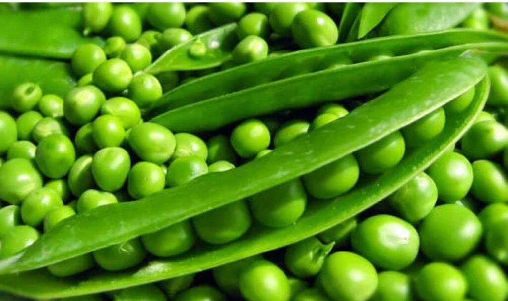Pune: Green Peas Prices Drop To ₹40-₹50 Per Kg As Supply Increases