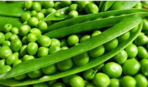 Pune: Green Peas Prices Drop To ₹40-₹50 Per Kg As Supply Increases