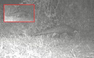 Rare Indian Pangolin Spotted in Pune’s Grasslands, Leaving Experts Surprised