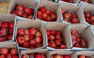 APEDA Facilitates First-Ever Sea Shipments Of Indian Pomegranates From Maharashtra's Solapur To Australia