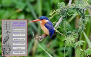 Pune Records Second-Highest Bird Species Sightings In Maharashtra