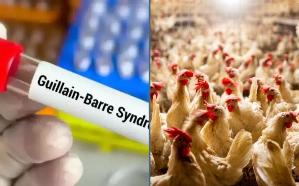 Poultry Samples Tested For Guillain-Barré Syndrome Link Near Khadakwasla Dam In Pune