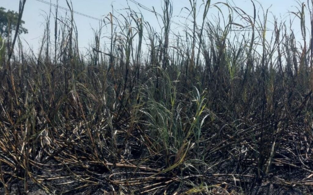 Pune: Fire In Sugarcane Field Disrupts Power Supply To 189,900 Consumers in Chakan, Pimpri, And Bhosari