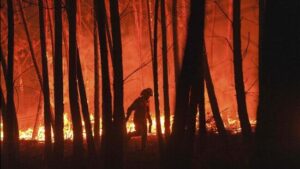 Maharashtra Reports Over 1,000 Forest Fires In 2025, Ranks Second In India