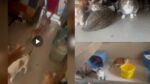 Pune: Hadapsar Resident Relocates 300 Cats To Another Location After Complaints From Society Members 